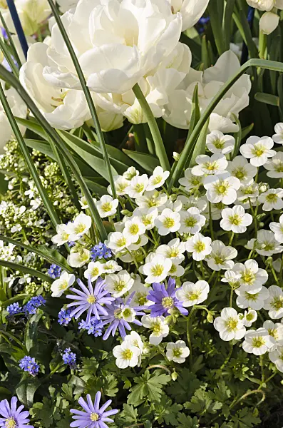 519091 - Saxifrages (Saxifraga), Grecian windflower (Anemone blanda) and tulips (Tulipa)
