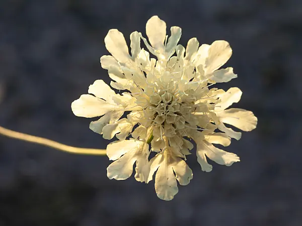 427253 - Scabieuse jaune pâle (Scabiosa ochroleuca)