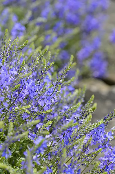 533269 - Scalloped-leaf speedwell (Veronica macrostachya)