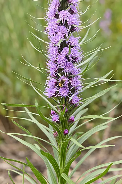 536022 - Scaly blazing star (Liatris squarrosa)