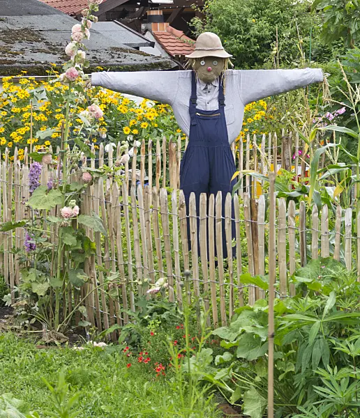 559022 - Scarecrow in a garden