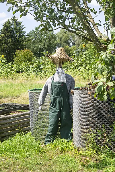 625081 - Scarecrow in a garden