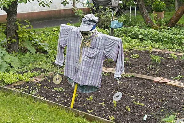 532023 - Scarecrow in a vegetable garden