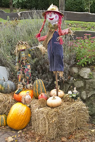 561085 - Scarecrows with decorative squash (Cucurbita)