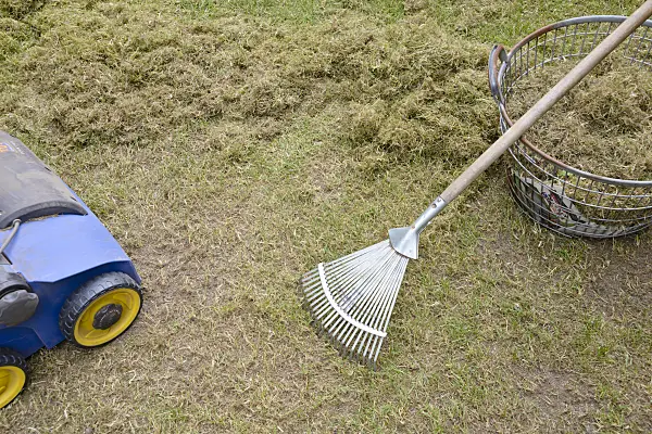 531234 - Scarifying the lawn