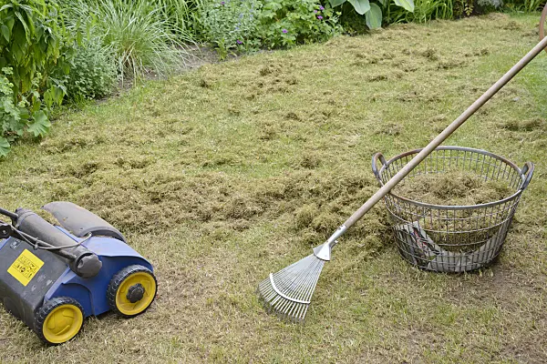 531236 - Scarifying the lawn
