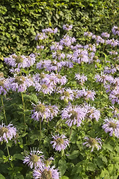511204 - Scarlet bee balm (Monarda didyma)