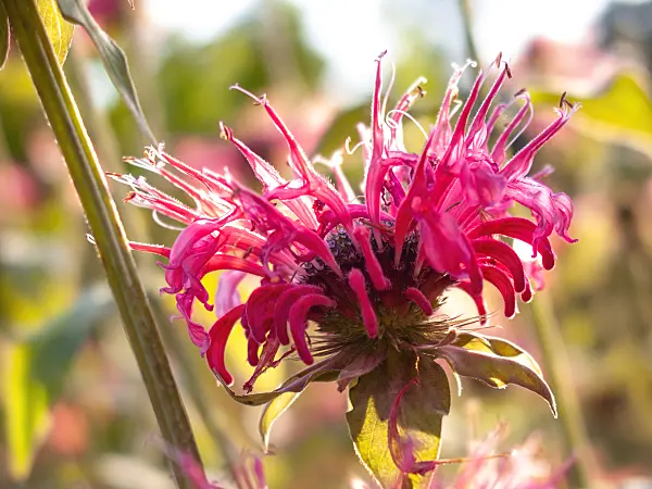 416012 - Scarlet bee balm (Monarda didyma 'Cambridge Scarlet')
