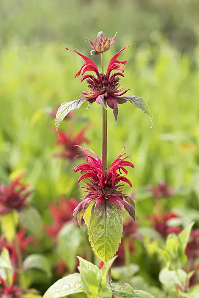 625281 - Scarlet bee balm (Monarda didyma 'Cambridge Scarlet')
