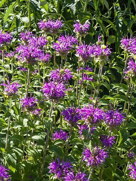 439244 - Scarlet bee balm (Monarda didyma 'Petite Delight')