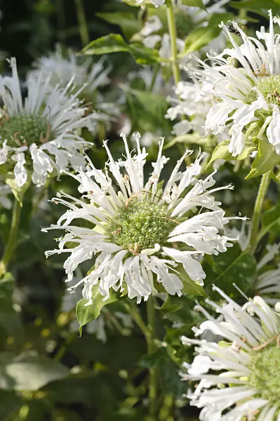 486216 - Scarlet bee balm (Monarda didyma 'Schneewittchen')