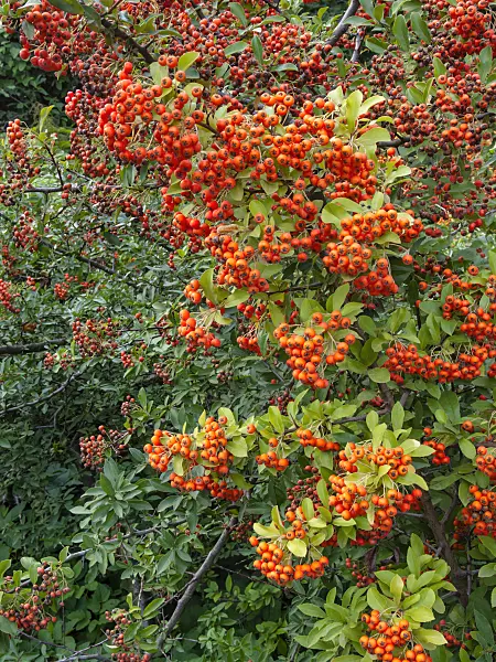 404069 - Scarlet firethorn (Pyracantha coccinea)