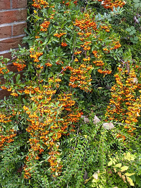 465175 - Scarlet firethorn (Pyracantha coccinea)