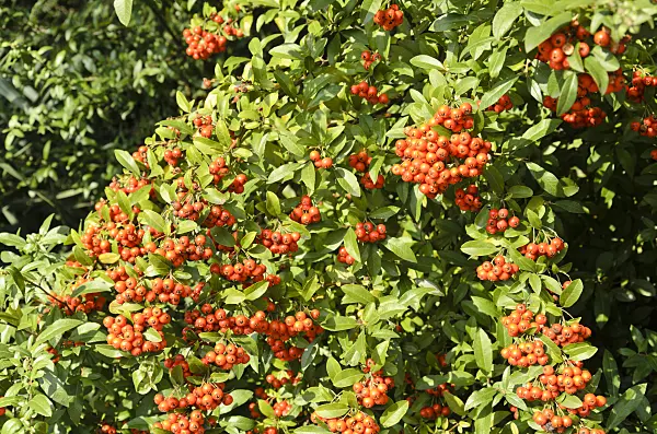 500101 - Scarlet firethorn (Pyracantha coccinea)