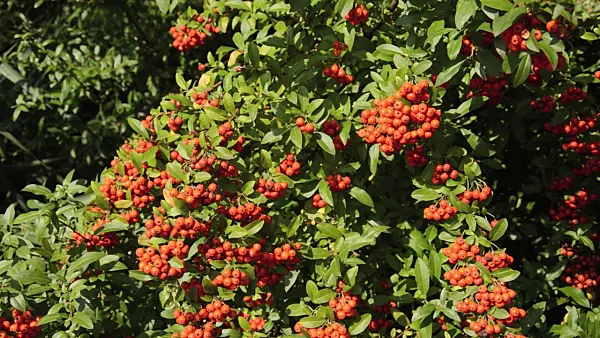 500108 - Scarlet firethorn (Pyracantha coccinea)