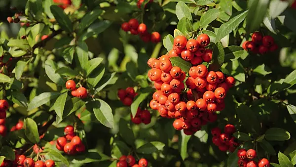 500109 - Scarlet firethorn (Pyracantha coccinea)
