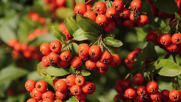 500110 - Scarlet firethorn (Pyracantha coccinea)