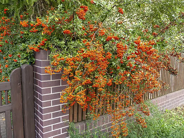 524225 - Scarlet firethorn (Pyracantha coccinea)