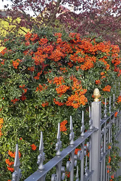 607262 - Scarlet firethorn (Pyracantha coccinea)