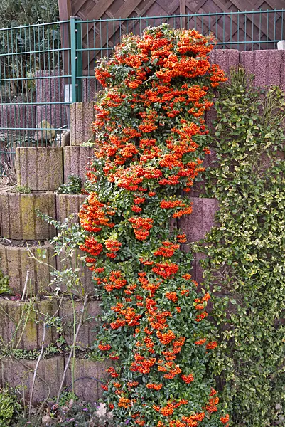 609069 - Scarlet firethorn (Pyracantha coccinea)
