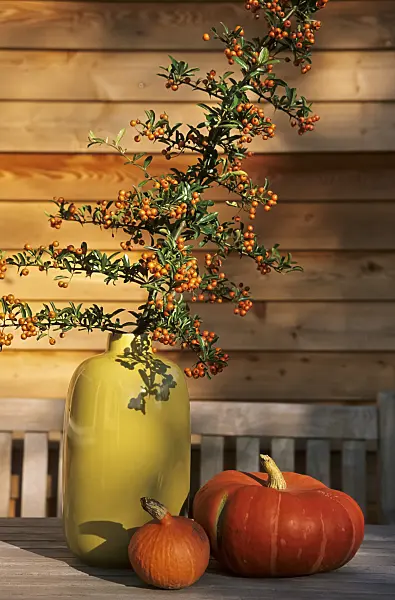 442083 - Scarlet firethorn (Pyracantha coccinea) and squash (Cucurbita)