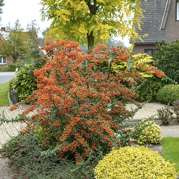 607185 - Scarlet firethorn (Pyracantha coccinea 'Orange Glow')