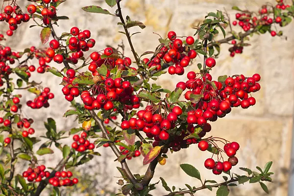 576014 - Scarlet firethorn (Pyracantha coccinea 'Red Column')