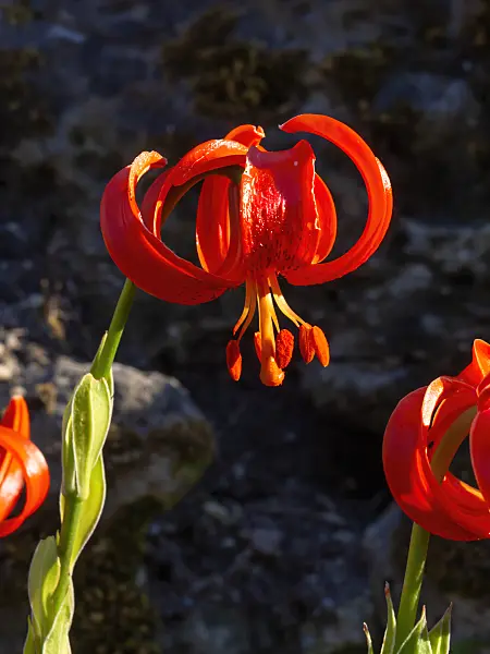 462005 - Scarlet martagon lily (Lilium chalcedonicum)