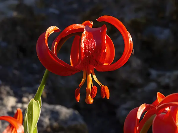 462006 - Scarlet martagon lily (Lilium chalcedonicum)