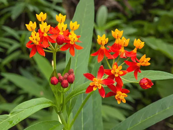 401045 - Scarlet milkweed (Asclepias curassavica)
