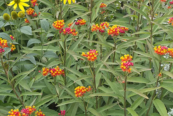595033 - Scarlet milkweed (Asclepias curassavica)