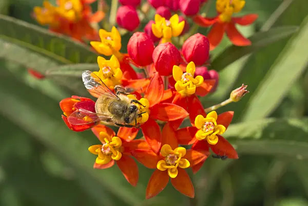 595034 - Scarlet milkweed (Asclepias curassavica) and bumble bee (Bombus)