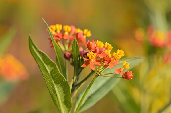 523192 - Scarlet milkweed (Asclepias curassavica 'Red Butterfly')
