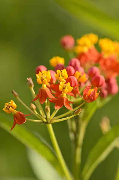523193 - Scarlet milkweed (Asclepias curassavica 'Red Butterfly')