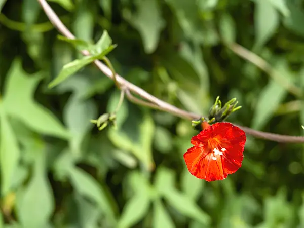 441041 - Scarlet morning glory (Ipomoea hederifolia syn. Quamoclit hederifolia)