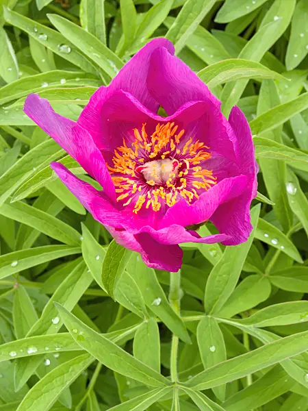 401157 - Scarlet peony (Paeonia peregrina)
