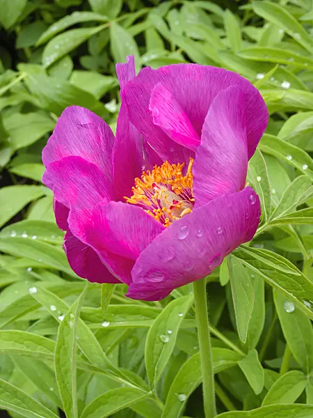 401158 - Scarlet peony (Paeonia peregrina)