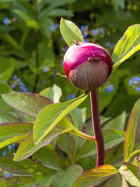 425050 - Scarlet peony (Paeonia peregrina)