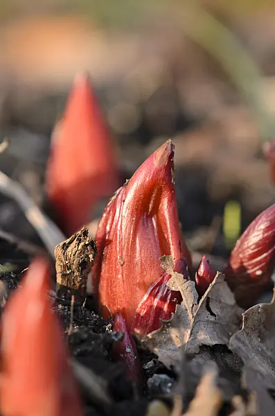 519011 - Scarlet peony (Paeonia peregrina)