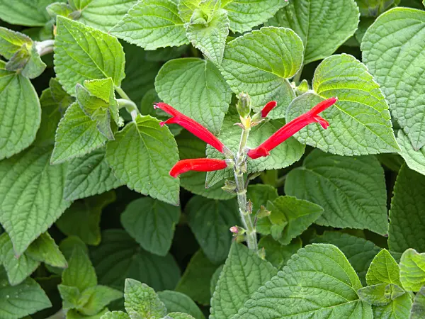440002 - Scarlet sage (Salvia splendens)