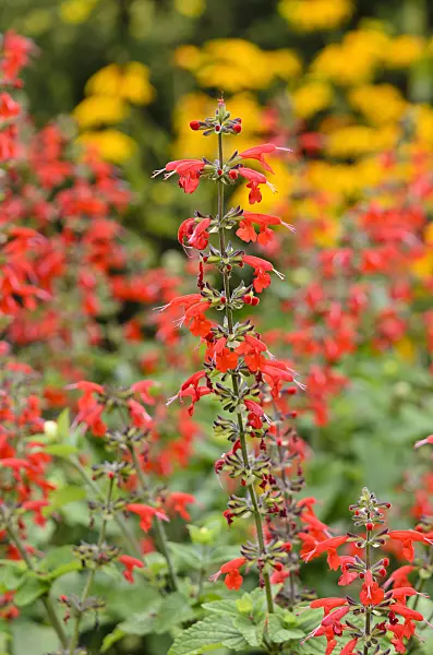 523262 - Scarlet sage (Salvia splendens)