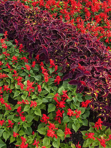 404017 - Scarlet sage (Salvia splendens) and coleus (Solenostemon syn. Coleus)