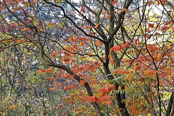 370054 - Scarlet sumach (Rhus glabra)