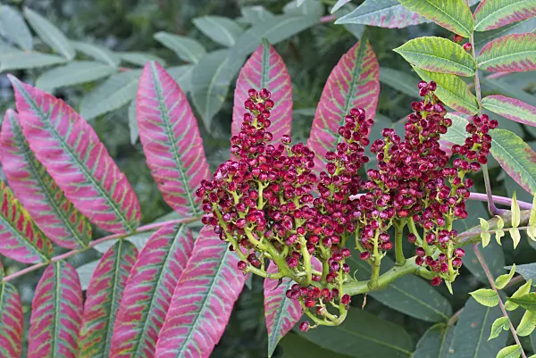 573073 - Scarlet sumach (Rhus glabra)