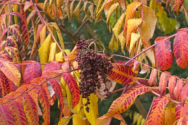573123 - Scarlet sumach (Rhus glabra)