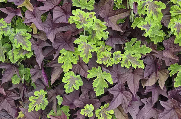 548056 - Scented pelargonium (Pelargonium Chocolate Peppermint) and sweet potato (Ipomoea batatas)