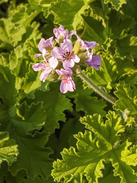 404029 - Scented pelargonium (Pelargonium Clorinda)