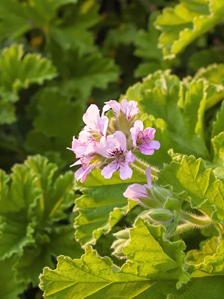 416023 - Scented pelargonium (Pelargonium Clorinda)