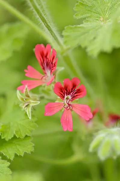 474216 - Scented pelargonium (Pelargonium Concolor Lace)