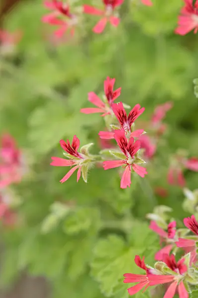 486156 - Scented pelargonium (Pelargonium Mrs. Kingsley)